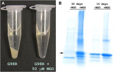 Substrate Protein Interactions and Methylglyoxal Modifications Reduce the Aggregation Propensity of Human Alpha-A-Crystallin G98R Mutant